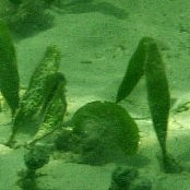 Mangrove Algae: Mermaid's Fan Mangrove Algae: Mermaid's Fan