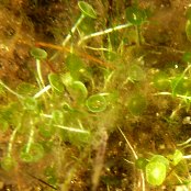 Mangrove Algae: Mermaid's Wineglass