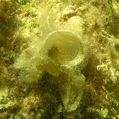 Mangrove Algae: White Scroll Mangrove Algae: White Scroll