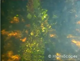 Algae growing on mangrove roots 