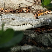 Mangrove Animals: Crocodile