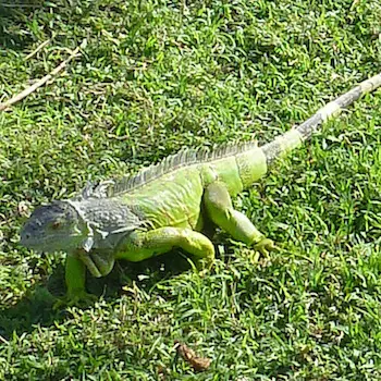 Mangrove Animals: Iguana