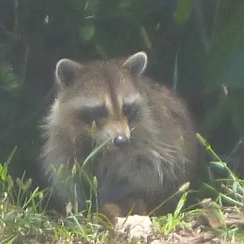 Mangrove Animals: Raccoon