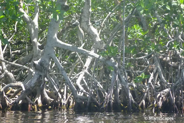 Heron perched in mangrove branches