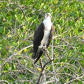 Mangrove Waterbirds: Osprey
