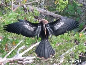 Mangrove Birds: Anhinga 