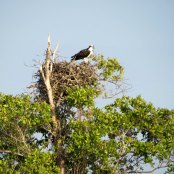 Osprey nest atop mangrove branches