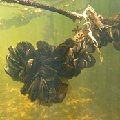 Mangrove Marine Life: mussels Mangrove Marine Life: mussels