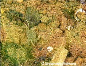 Crab in sandy, rocky bottom near mangroves