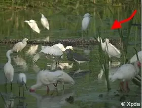 Mangrove Food web: shorebirds and alligator 