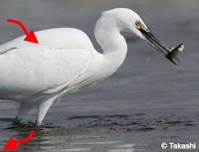 Mangrove Food Web: egret eating fish 