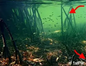 Mangrove Food Web: mangrove leaves and small fish 