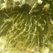 Mangrove Marine Life: Anemone 