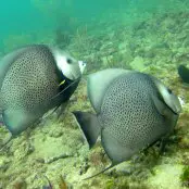 Mangrove Marine Life: Gray Angelfish 