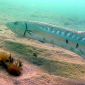 Mangrove Marine Life: Barracuda