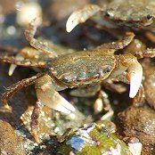 Mangrove Marine Life: Crab