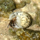 Mangrove Marine Life: Hermit Crab 