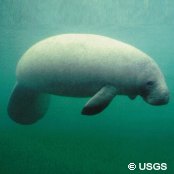 Mangrove Marine Life: Manatees