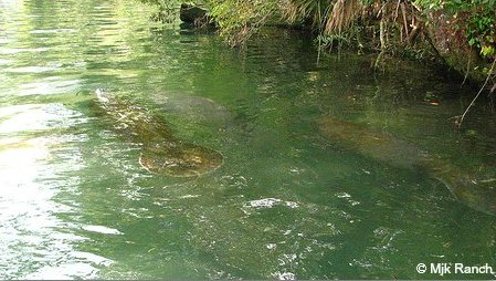 Manatees by mangrove coast