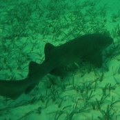 Mangrove Marine Life: Nurse Shark