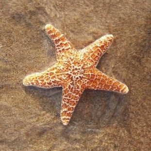 Mangrove Marine Life: sea star 