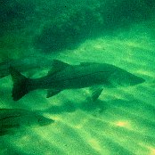 Mangrove Marine Life: Snook