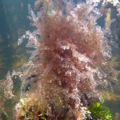 Mangrove Marine Life: soft corals 