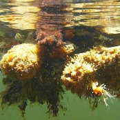 Mangrove Marine Life: Sponges 