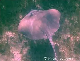 Mangrove Marine Life: Stingray 