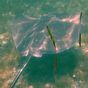 Mangrove Marine Life: Southern Stingray