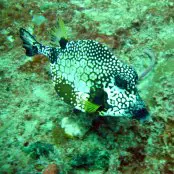 Mangrove Marine Life: trunkfish Mangrove Marine Life: trunkfish