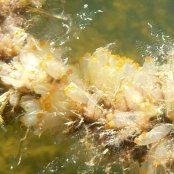 Mangrove Marine Life: Tunicates