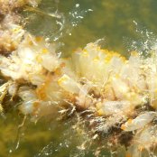 Mangrove Marine Life: Tunicates Mangrove Marine Life: Tunicates