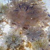 Mangrove Marine Life: Upsidedown Jellyfish 