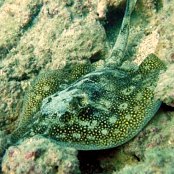 Mangrove Marine Life: Yellow Stingray