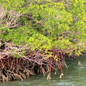 Mangrove forests protect our shores