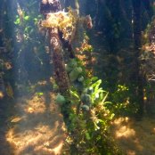 Mangrove roots and growing algae