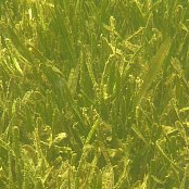 Mangrove Sea Grass Mangrove Sea Grass