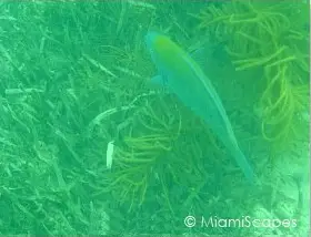 Parrotfish and Seagrass 