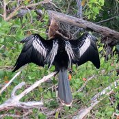 Mangrove Waterbirds: Anhinga