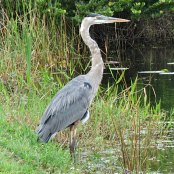 Mangrove Waterbirds: Blue Heron