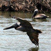 Mangrove Waterbirds: Brown Pelican