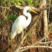 Mangrove Waterbirds: Egret