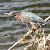 Mangrove Waterbirds: Green Heron