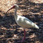 Mangrove Waterbirds: Ibis