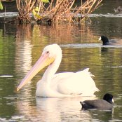 Mangrove Waterbirds: White Pelican