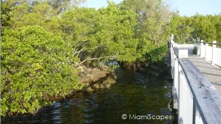 Boardwalk along mangrove coastline at Biscayne National Park