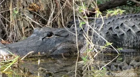 Alligator at Mangrove Wilderness Boat Tour