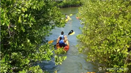 Kayaking through the Mangroves at Oleta River State Park