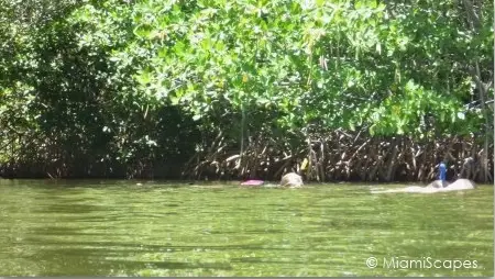 Snorkeling along the mangrove shore at Pennekamp